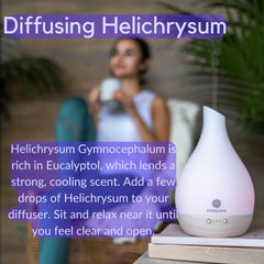 Helichrysum Gymnocephalum plant source