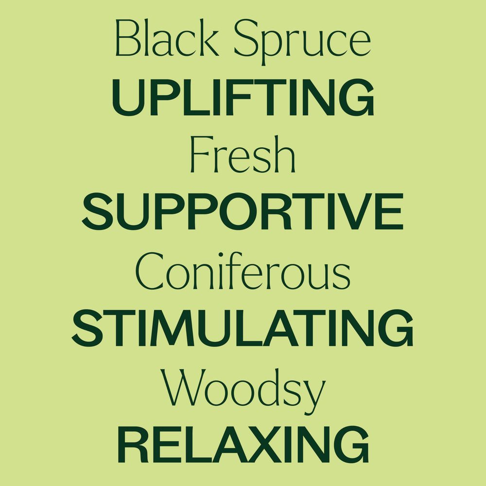 Spruce Black needles and twigs for steam-distilled oil