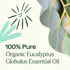 Leaves and steam distillation concept for eucalyptus oil