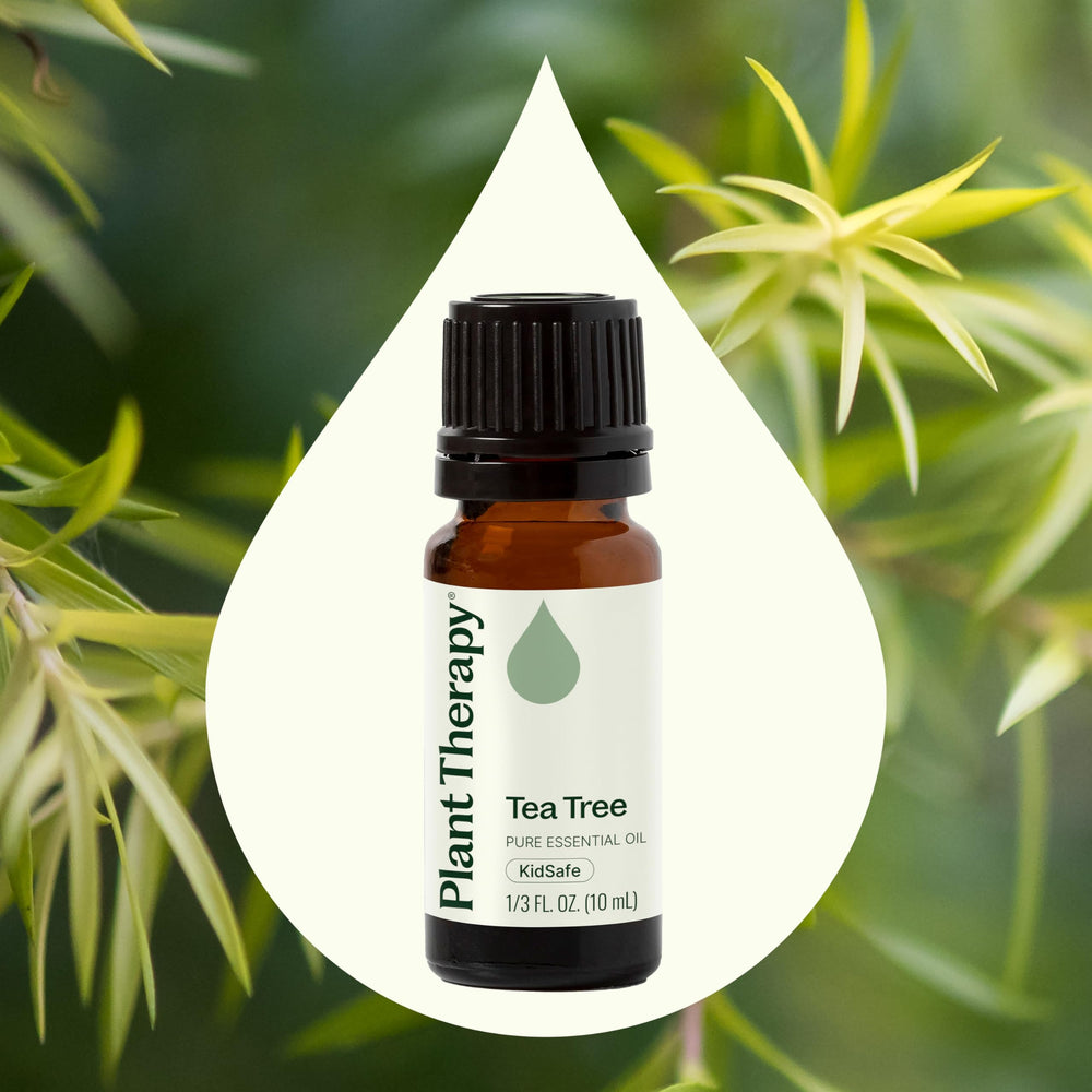 Botanical name Melaleuca alternifolia on Plant Therapy Tea Tree Oil