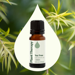 Botanical name Melaleuca alternifolia on Plant Therapy Tea Tree Oil