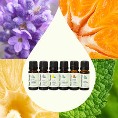 Eucalyptus Globulus essential oil bottle (10 mL) from Plant Therapy Top 6 USDA Organic Set
