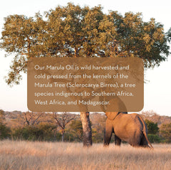Pure Body Naturals Marula Oil dropper cap offers precise application and hydration.