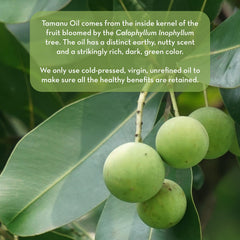 Closeup of Tamanu Oil showing rich green oil and earthy aroma