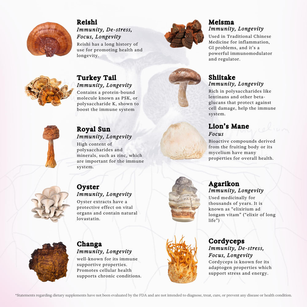 Lions Mane and Turkey Tail mushrooms in the blend