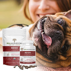 Red reishi mushroom extract from the fruiting body