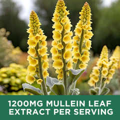Dropper dispensing a 2ml dose of ReviNutra Mullein Drops