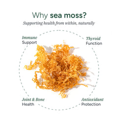 Black Seed Oil alongside ROOT LABS Sea Moss Gummies