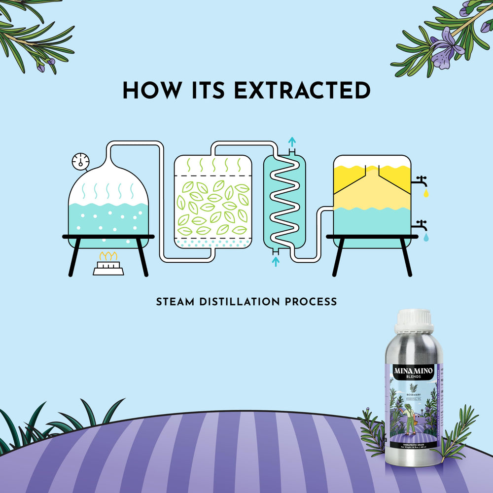 Safety and dilution guidance for rosemary essential oil