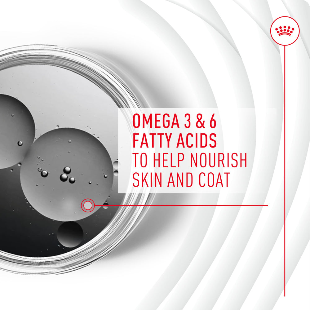 Graphic highlighting the glossy coat benefit