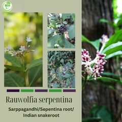 500 mg Rauwolfia serpentina extract capsules