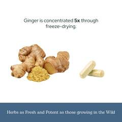 Lab-tested potent ginger freeze-dried image