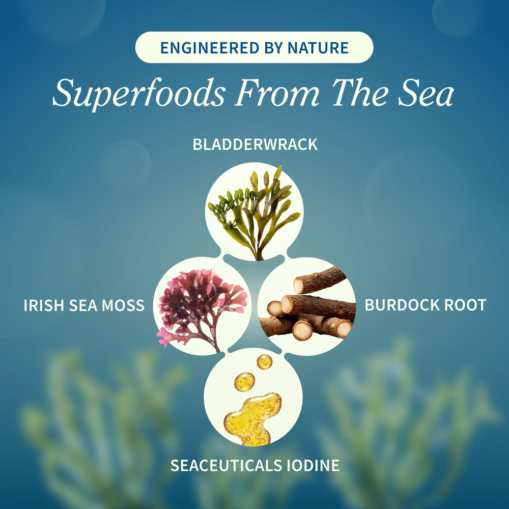 Vegetarian capsules bottle of Snap Supplements Irish Sea Moss