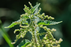 Nettle seeds detail showing 100% Urtica dioica