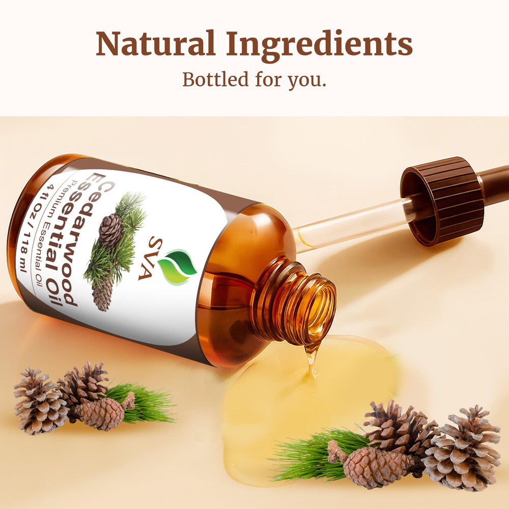 Cupressus funebris tree source for Cedarwood oil