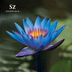 Nymphaea Caerulea Blue Lotus essential oil glass bottle