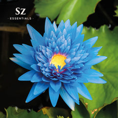 Blue Lotus bottle with aromatherapy setup
