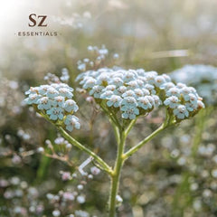 Packaging box for Sz Essentials Blue Yarrow Essential Oil