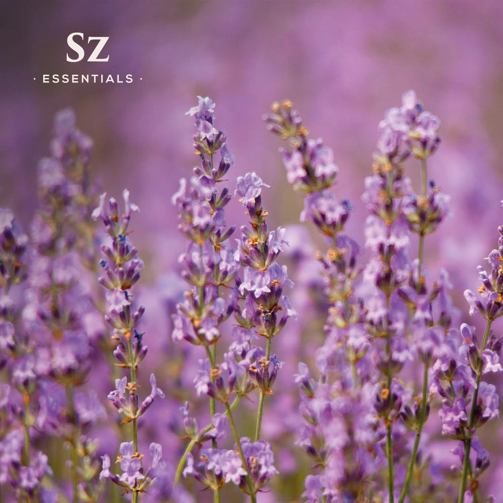 Pipette dispensing Kashmir Lavender Essential Oil