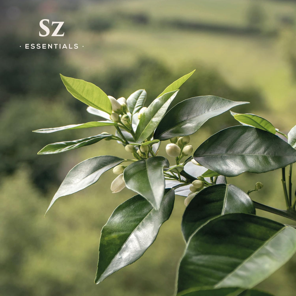 Elegant Sz Essentials packaging for Petitgrain Sur Fleurs