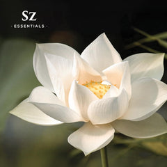 Diffuser setup with White Lotus oil fragrance