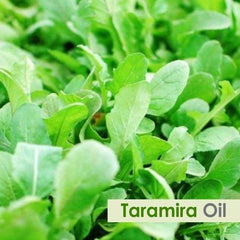 Taramira essential oil bottle close-up