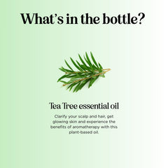 tea tree oil used for aromatherapy and diffusing