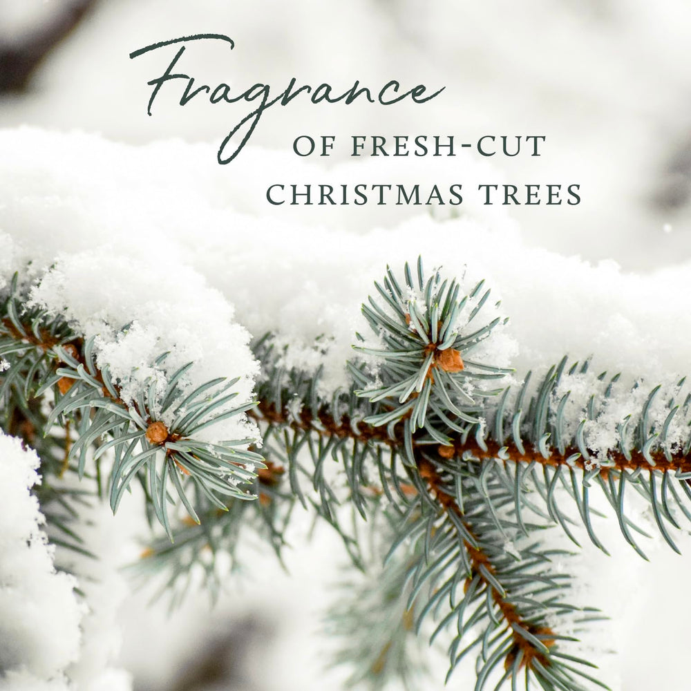 Siberian fir needles scent note visual on Thymes candle