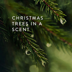 Note: Siberian fir needles prominent in Frasier Fir fragrance