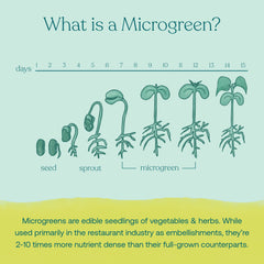 Soil-grown broccoli microgreens cultivation