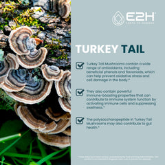Close-up of turkey tail mushroom extract liquid