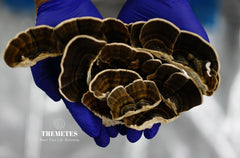 Close-up of turkey tail mushroom immune-support pieces