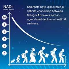 Graphic depicting NMNH boosting NAD+ levels