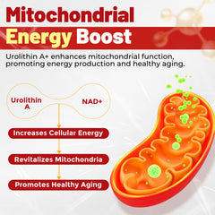 Close-up of 1000mg liposomal Urolithin A formula