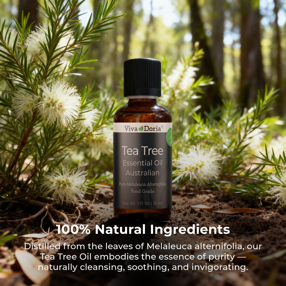 Leaves from Melaleuca alternifolia (tea tree) and oil