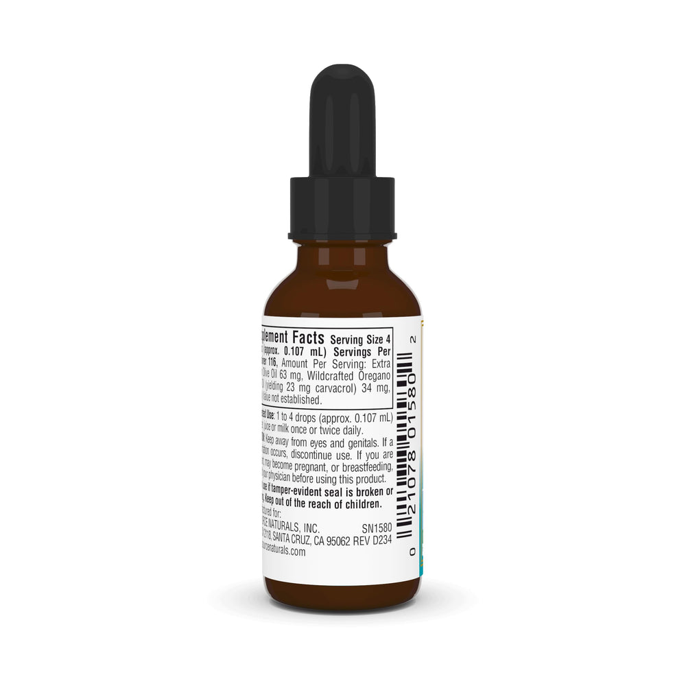Wild-crafted oregano plant used for essential oil