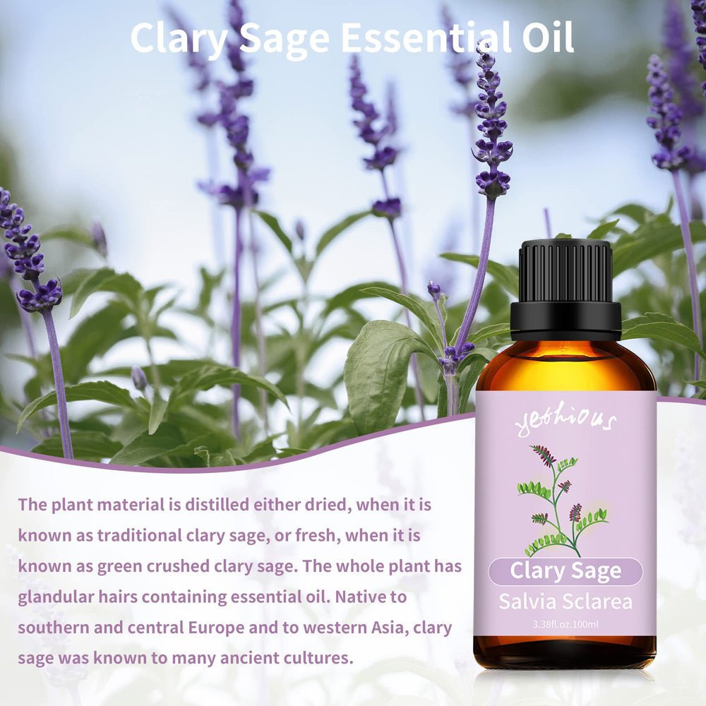 Clary Sage plant flowering tops