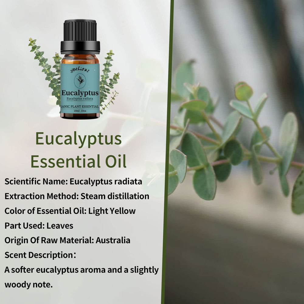 Bottle of eucalyptus essential oil with eucalyptus leaves