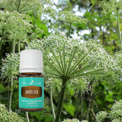 Young Living Angelica diffuser delivers refreshing scent to uplift any room.