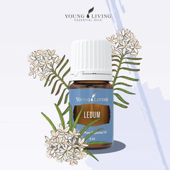 Young Living Ledum essential oil in a diffuser scene to foster calm yoga practice.