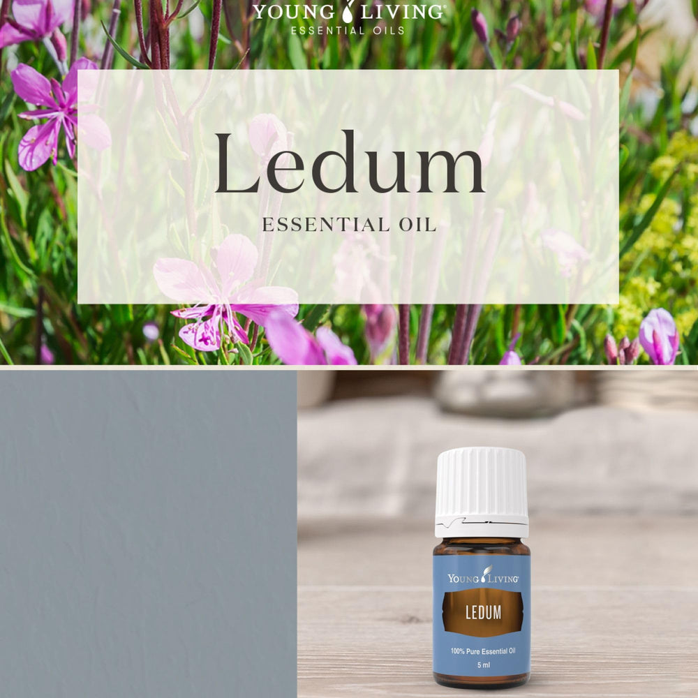 Young Living Ledum essential oil steam-distilled bottle highlighting purity for sacred rituals.