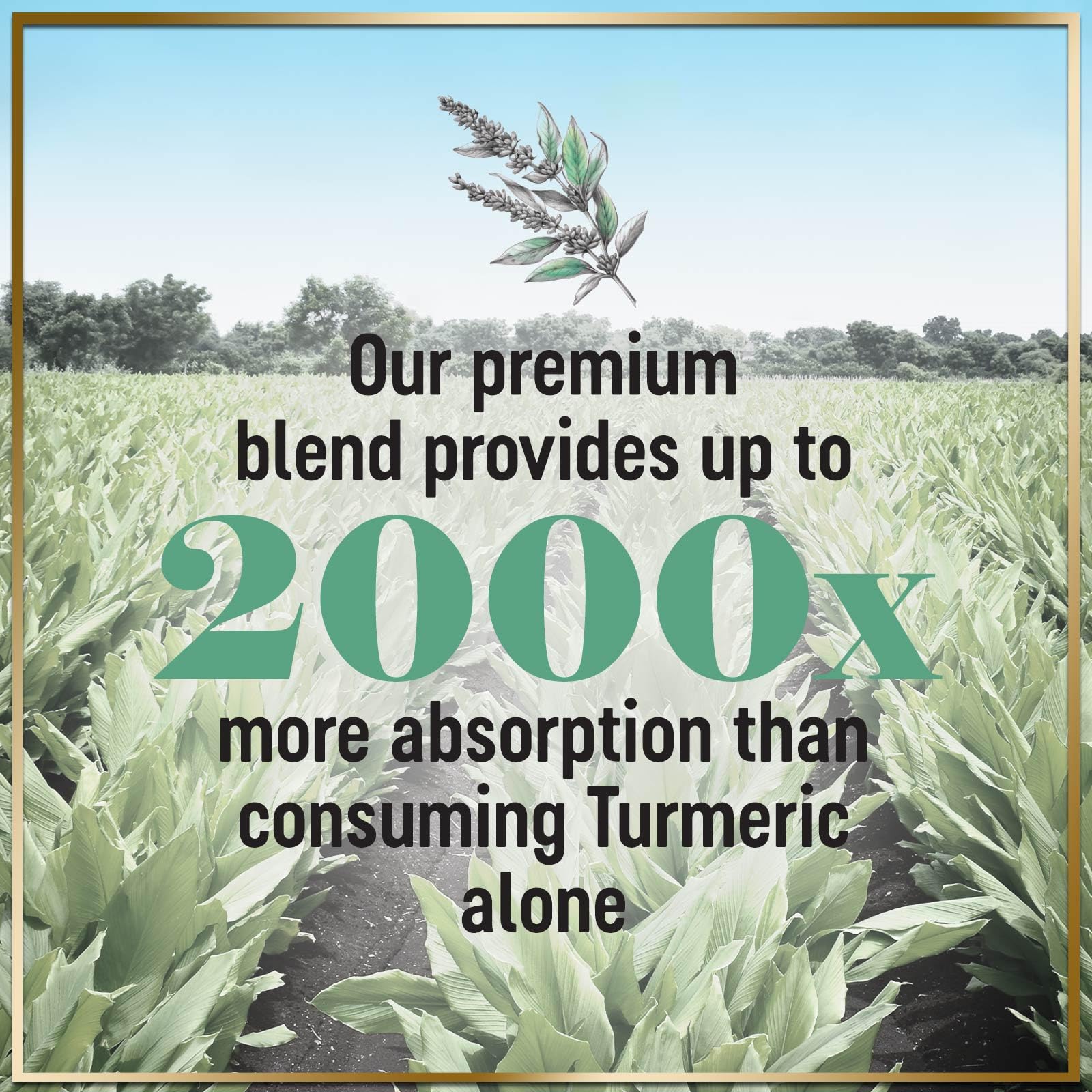 360 capsules packaging for turmeric curcumin supplement