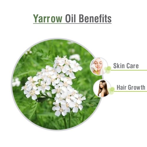 Achillea millefolium leaves for essential oil