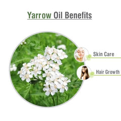 Achillea millefolium leaves for essential oil