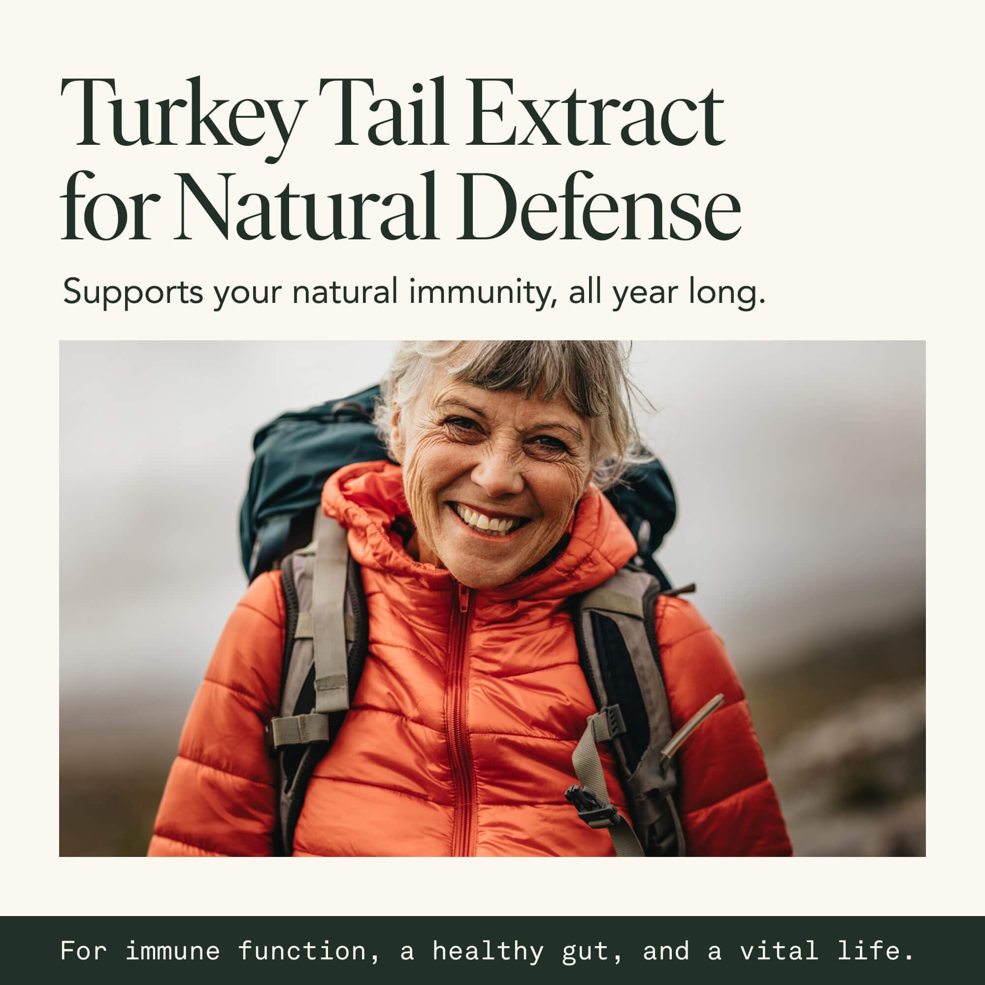 Adaptogen mushrooms featuring turkey tail