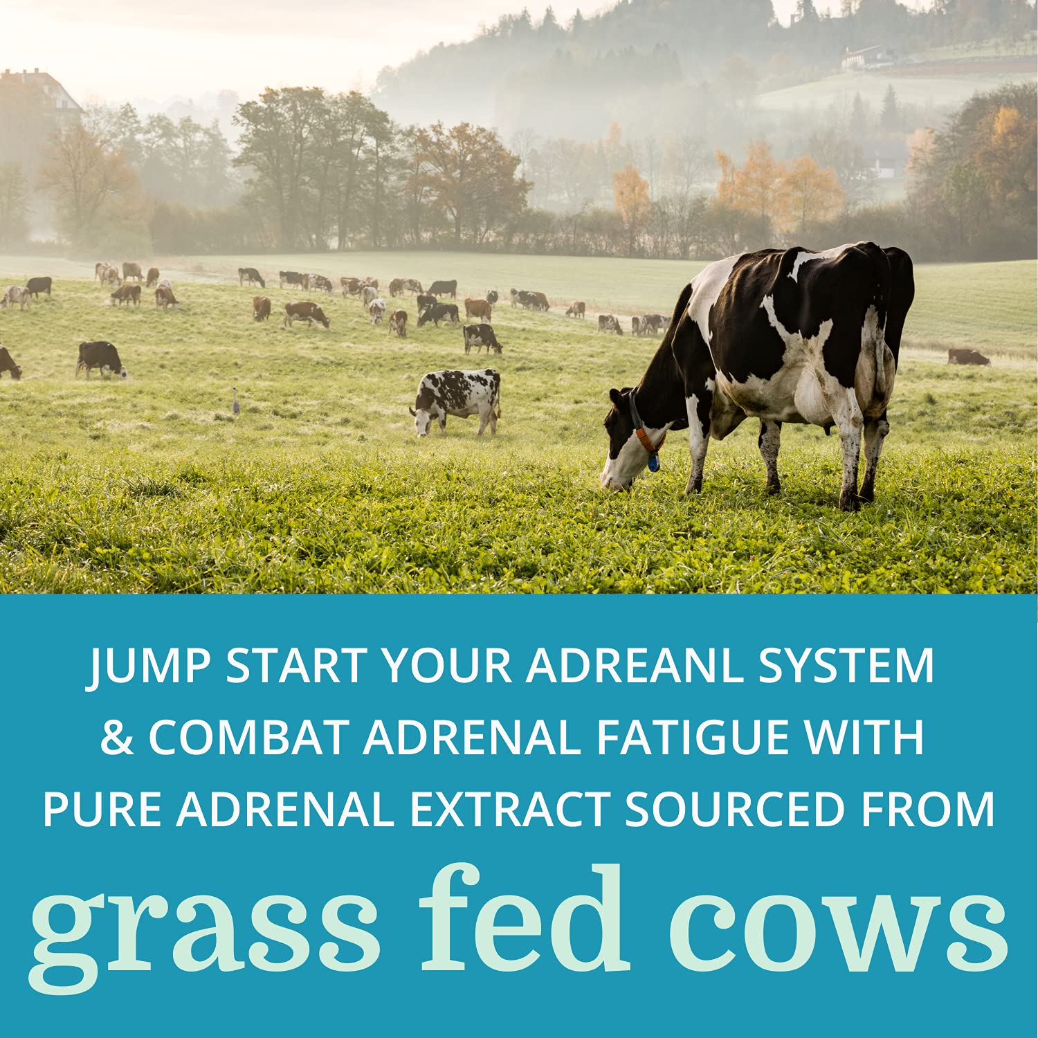 Adrenergy bottle with plant adaptogens illustration