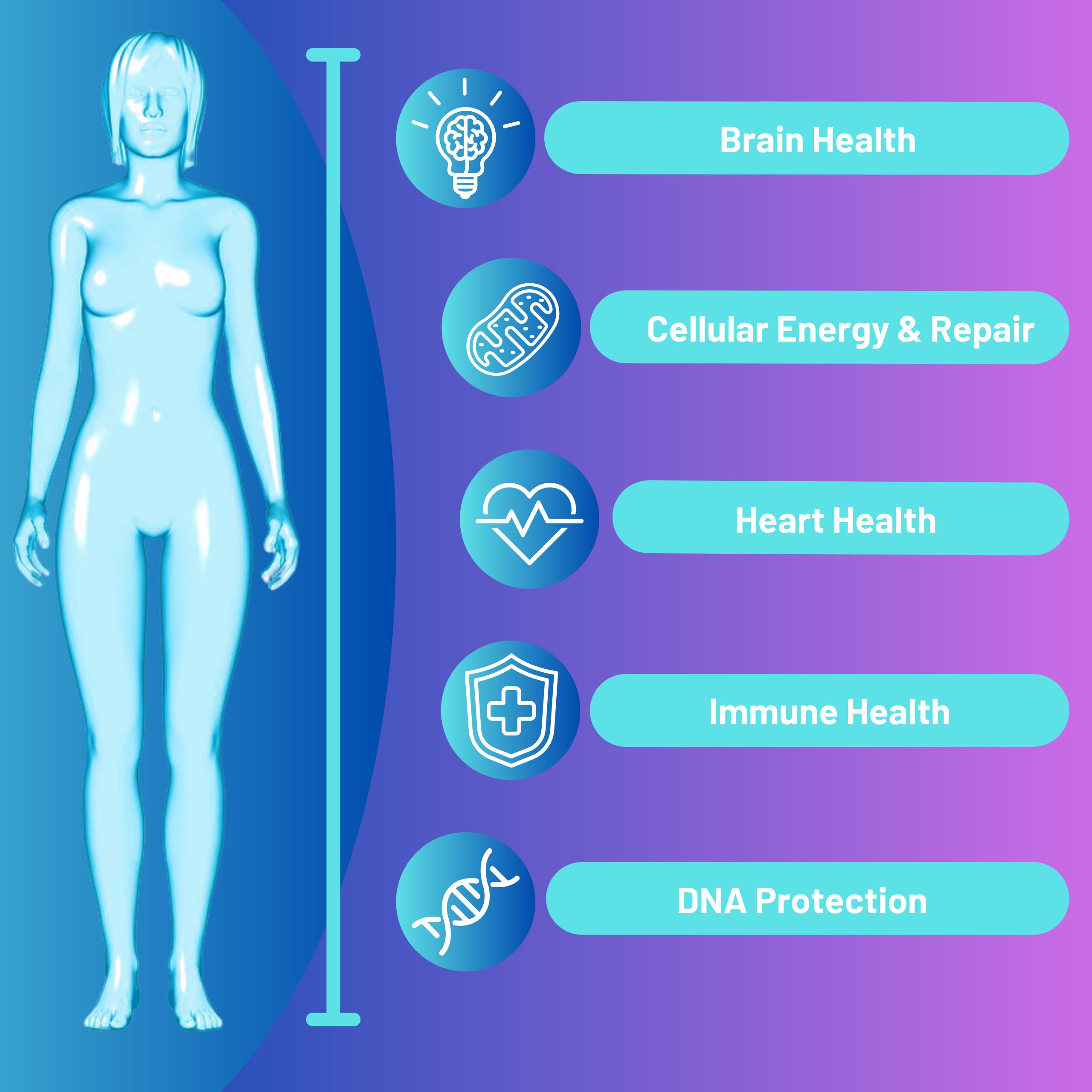 NR nicotinamide riboside illustration for cellular health