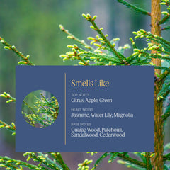 Close-up of fragrance notes: citrus, jasmine, sandalwood