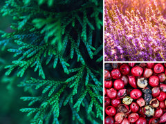 Aera Tuscan Villa refill Apartment Therapy edition offers exclusive scent profile