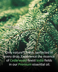 Cedar essential oil for soaps and bath products